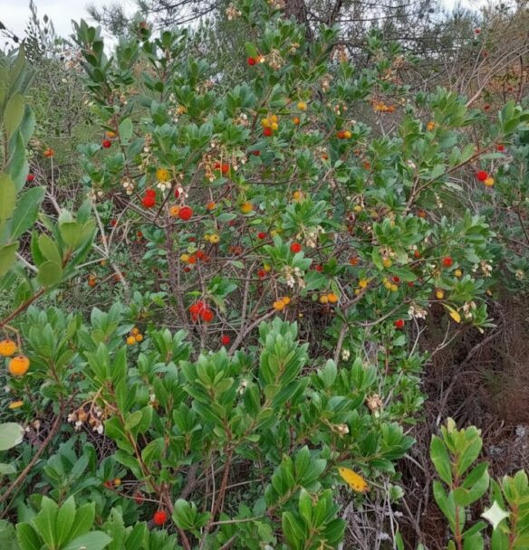 dağ çileği faydaları ve doğada yabani dağ çileği meyveleri