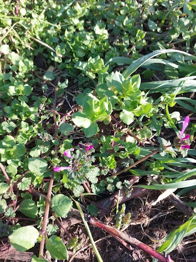 Ballı Baba Neye İyi Gelir? İşte Bilmeniz Gereken 7 Mucizevi Faydası