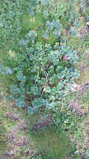 Ebegümecinin mucizevi 7 faydası için hazırlanan taze ebegümeci çayı demleme aşaması