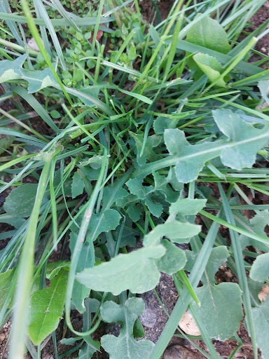 Eşek Helvası Otu Neye İyi Gelir? İşte Bilmen Gereken 7 Önemli Fayda