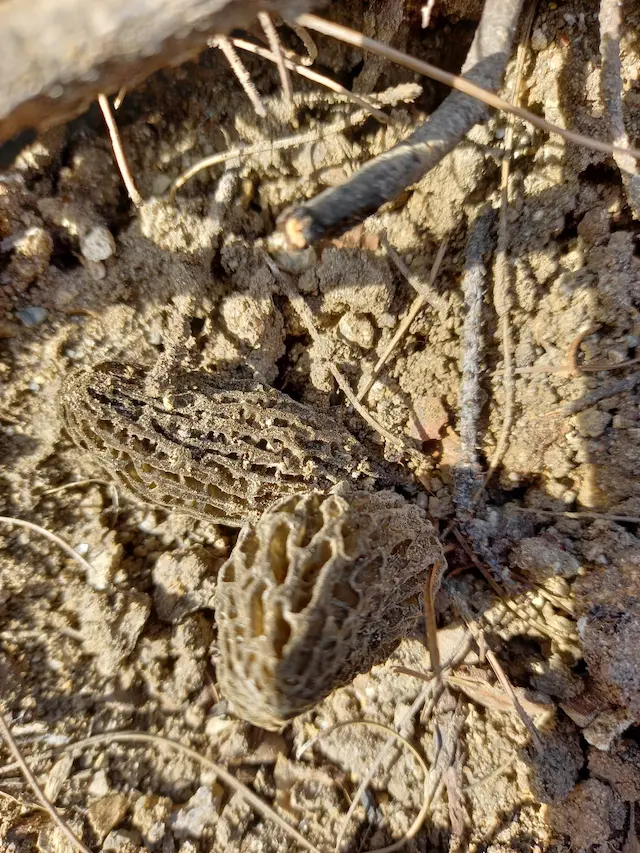 Doğal ortamında toprak üzerinde yeni filizlenmiş iki adet kuzu göbeği mantarı nedir ve nasıl görünür sorusuna örnek görsel
