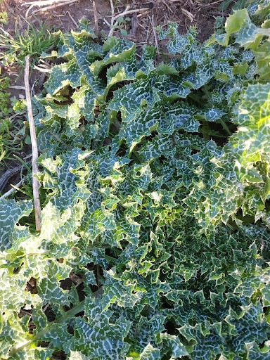 Meryem ana dikeni neye iyi gelir sorusunun cevabı olan karaciğer dostu şifalı bitki.