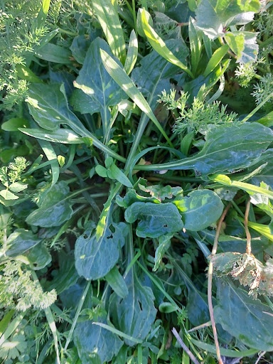 Doğada kendiliğinden yetişen şifalı yabani pazı bitkisi ve yabani pazı neye iyi gelir sorusunu açıklayan yaprak yapısı