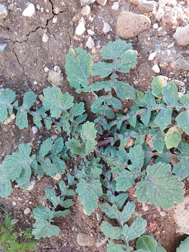 Doğada kendiliğinden yetişen şifalı yabani turp bitkisi. Yabani turp neye iyi gelir sorusuna yanıt veren akciğer dostu yeşil yapraklar